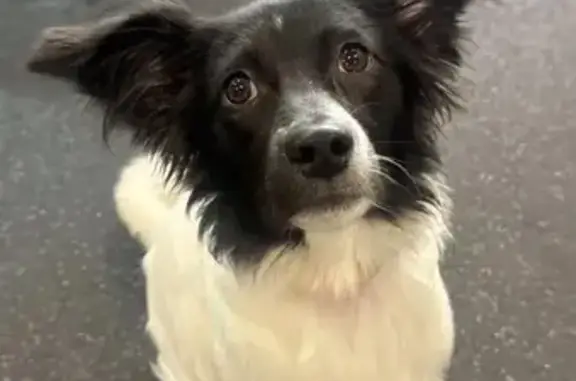 Lost Dog: White Body, Black Head, Vestavia
