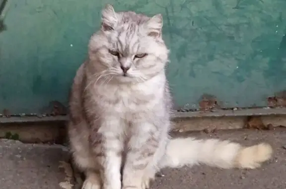 Chat perdu, gris clair, Rue de Chateldon - photo
