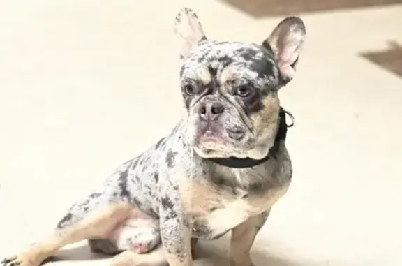Lost Dog: Gray & Tan, Lee Rd, Lithia Springs