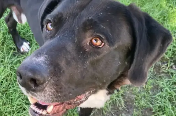 Lost pets , photo: Lost Great Dane/Lab Mix in Spokane Valley