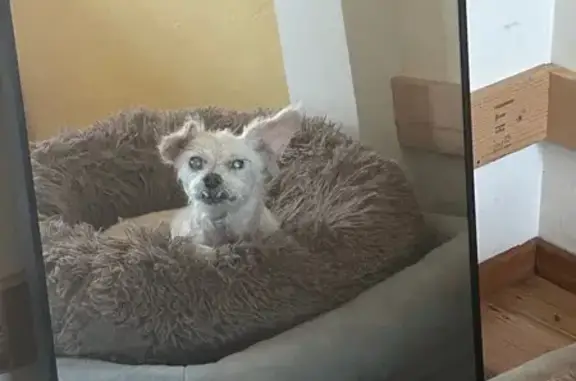 Lost: Elderly Blind & Deaf Chihuahua Mix
