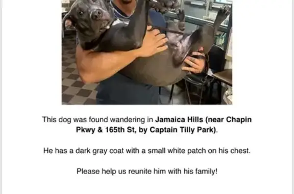 Found pets , photo: Found: Grey & White Puppy in Queens