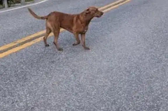 Lost Friendly Brown Chesapeake Retriever