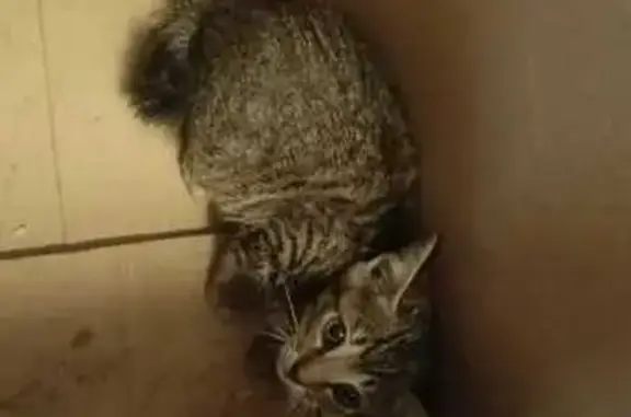 Found Cat on Anson Road, Singapore