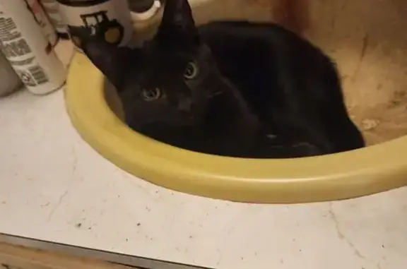 Lost and found pets Illinois City, photo: Lost Black Cat: Tiny White Chest Spot