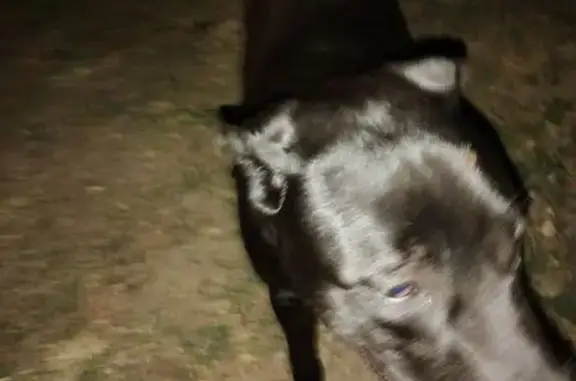 Found dog Kansas City, photo: Friendly Found Dog on Euclid Ave, KC