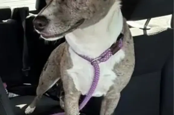 Lost Dog Gracie: I-40 Accident Survivor