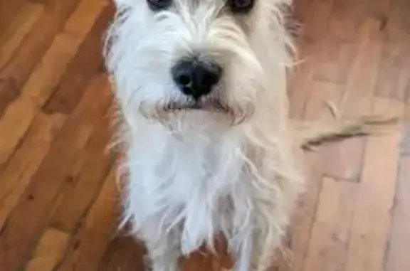 Perro Perdido: Cruza de Schnauzer en GDL