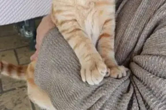 Animaux trouvés Bourgueil, photo: Jeune chat roux et blanc trouvé au marché