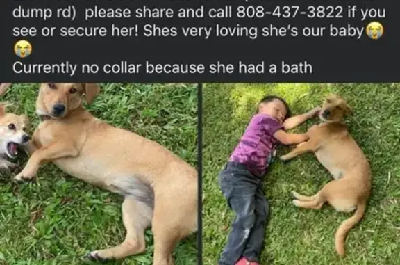 Lost Chihuahua Mix: 'Boots' in Pahoa