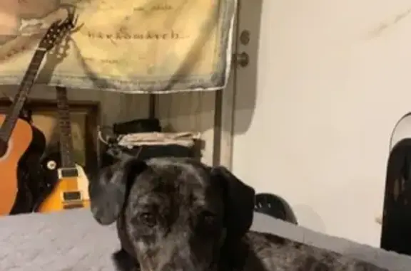 Lost Dog in Elberton: Unique Features