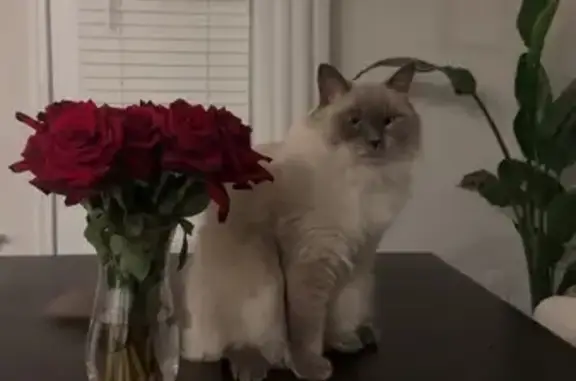 Lost Fluffy Cat: Grey/Cream, Blue Eyes