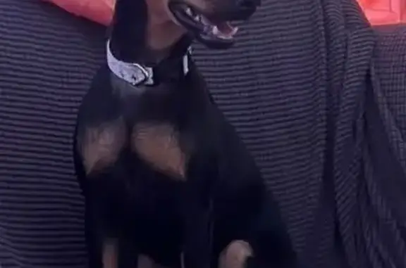 Missing dog Waianae, photo: Lost Shy Dog: Hiding on Manuu St, Waianae
