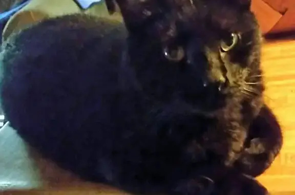 Lost Black Cat Leo: 9 Yrs, Loves Treats