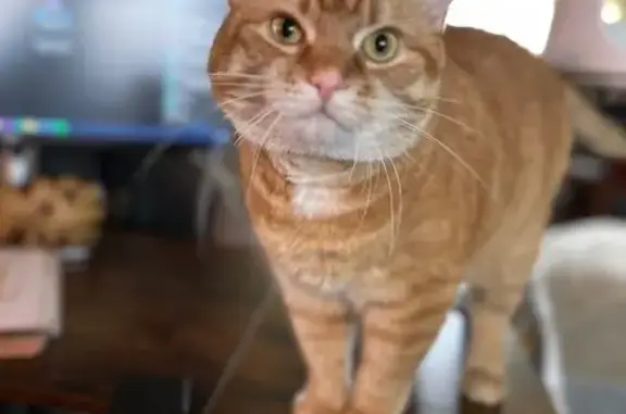 Lost Cat Ginny: Skittish, Brook Run Dr