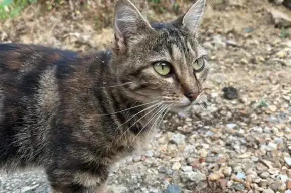 Chatte rayée perdue à Saint-Yrieix - photo