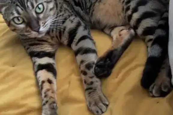 Animaux perdus Bron, photo: Chatte Bengal perdue à Bron, yeux verts