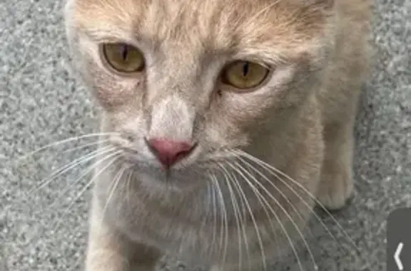 Lost Tabby Cat: Friendly Male in Indy