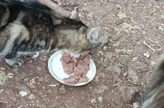 Chatte grise trouvée à Eauze - photo