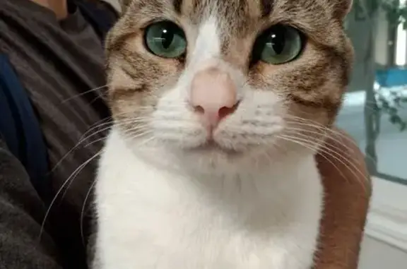 Gatito Tranquilo Busca Hogar e...