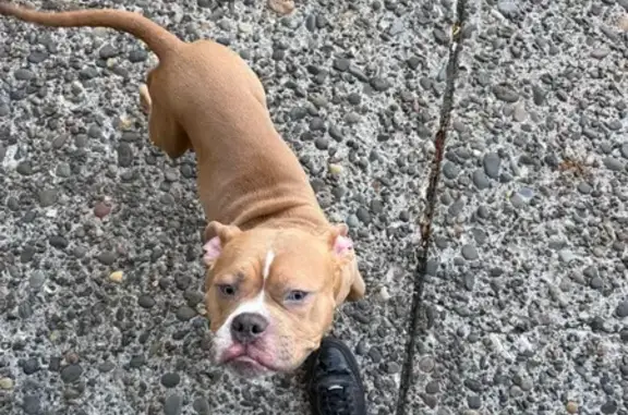 Found pets , photo: Friendly Puppy Found on 105th Ave SE, WA