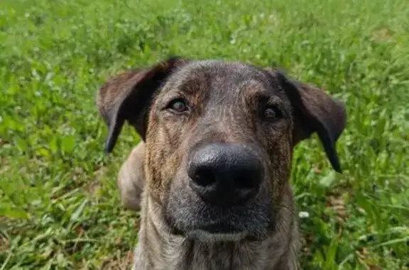 Chien perdu marron, craintif, Villefranche-sur-Saône - photo