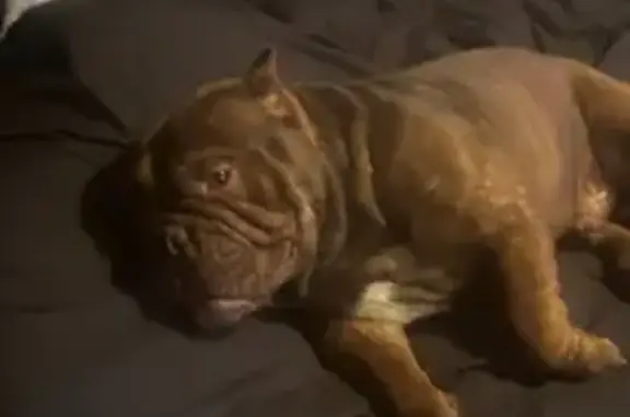 Lost Brindle Dog on Eureka Ave, Columbus