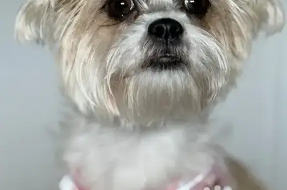 Lost: Amal, White & Brown Dog in Miami