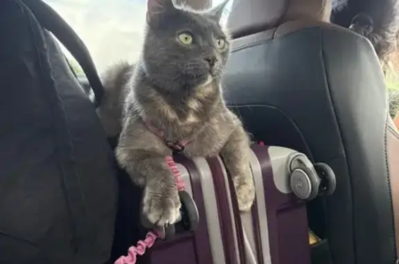 Lost pets Concord, photo: Lost Grey Cat with Green Eyes in Concord