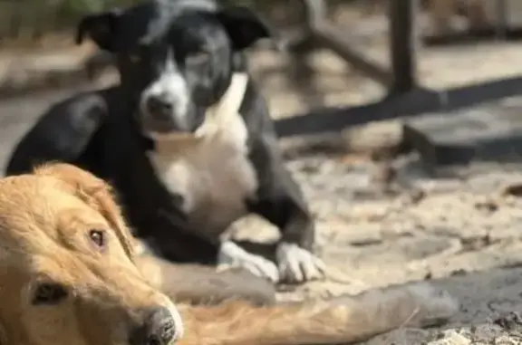 Lost Sweet Terrier/Pit: Matilda