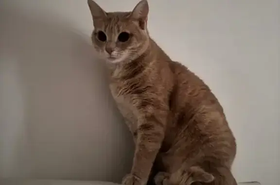 Lost Timid Cat: Cream & Orange on Alameda