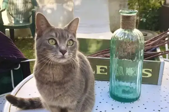 Chat perdue à Villeparisis, Allée des Aubépines - photo