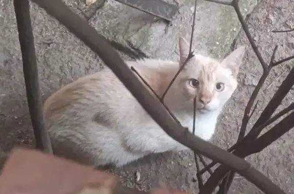 Búsqueda de mascotas, foto: Gato Blanco y Canela con Ojos Azules Perdido