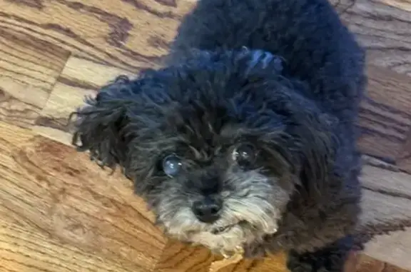 Missing dog Houston, photo: Lost Toy Poodle: Sierra Blanca, Houston