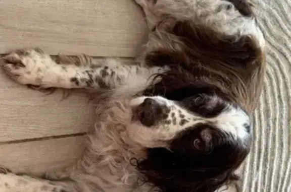 Chien perdu Spéracèdes, photo : Chien âgé perdu à Spéracèdes