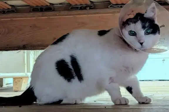 Chat perdu, Clermont-Ferrand, photo: Chat perdu : Blanche tachetée noir, Clermont