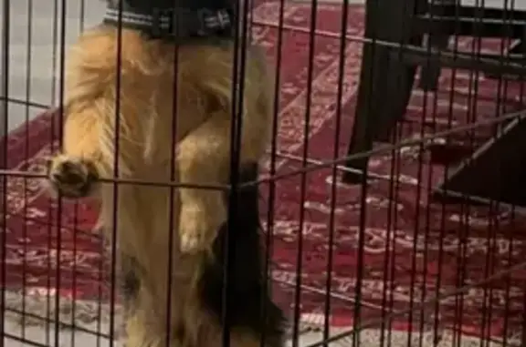 Lost pets California City, photo: Lost Australian Terrier Mix in Bakersfield