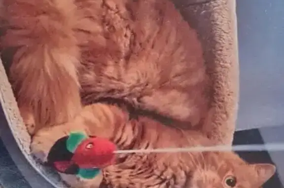 Chat perdu, Cuges-les-Pins, photo: Chat roux perdu à Cuges-les-Pins