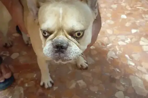 Perro Rubio Claro Hallado en B...