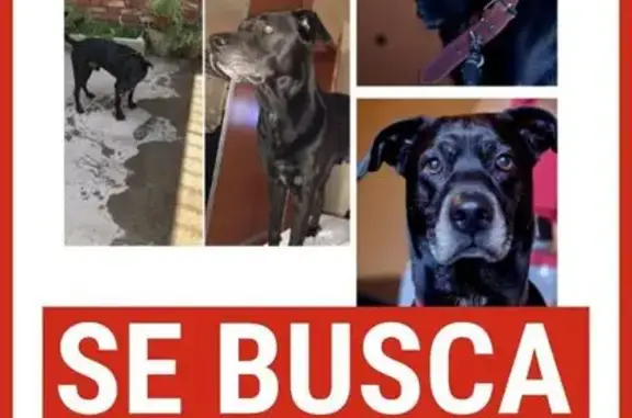 Perro Negro Perdido en Lleida: Collar Verde/Azul