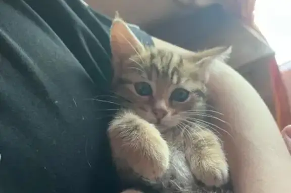 Chaton tigré marron trouvé Rue de Grillet - photo