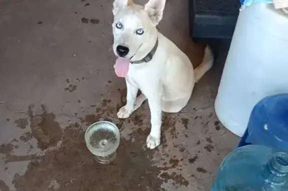 Lost and found pets Phoenix, photo: Found Husky Mix: White Coat, Blue Eyes