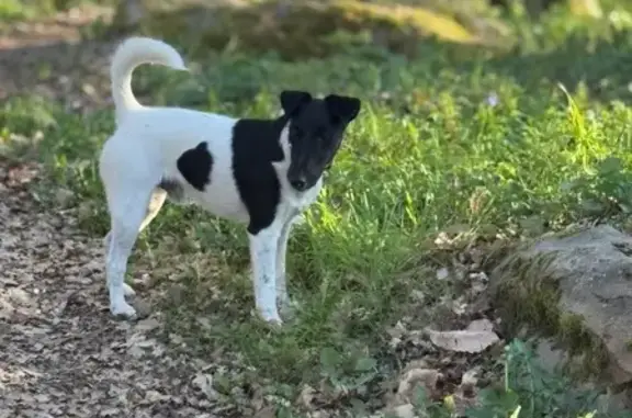 Chien perdu , photo : Chien perdu Menoncourt samedi 14h00