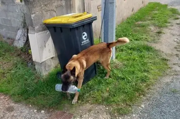 Chien trouvé Izon, photo: Chien malinois fauve trouvé à Izon