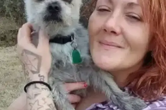 Lost Dog: Help Find Cosmo in Preston, OK