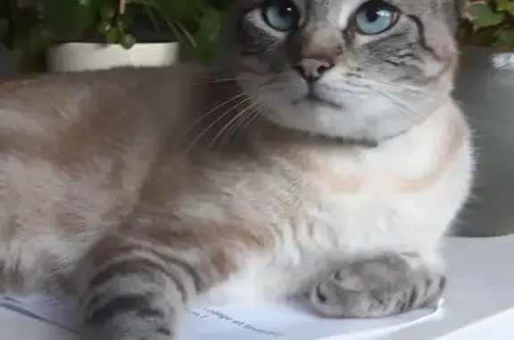 Chat perdu : mâle croisé siamois, Berck - photo