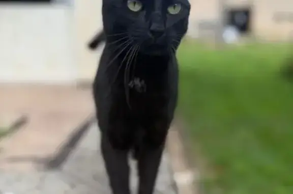 Chat perdu, , photo: Chatte noire sociable perdue à Flastroff
