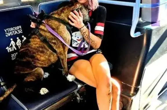 Lost Brindle Dog: Help Find Jessica's Pet