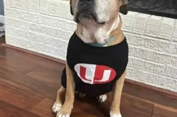 Lost 12-Year-Old Tan & White Dog in Morgantown