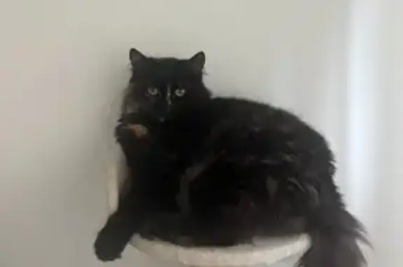 Chat perdu à Châlons-en-Champagne - photo